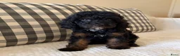 Cockapoo dogs for sale: Extensively Health tested cockapoo puppies  - Advert 2