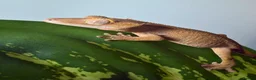 Gecko reptiles for sale: Various Crested Gecko Lot - Advert 5