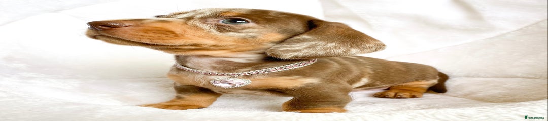 Miniature Dachshund Puppy 5
