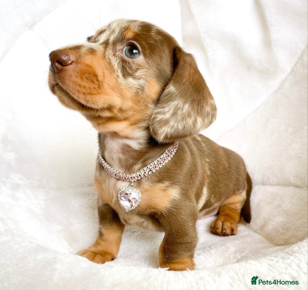 Miniature Dachshund dogs for sale: READY NOW PRA CLEAR DACHSHUND PUPPIES - Image 5