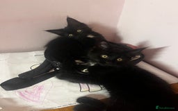 Maine Coon cats for sale: 2 sweet boys looking for new home - Image 16