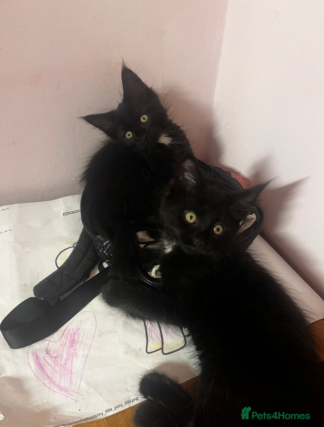 Maine Coon cats for sale: 2 sweet boys looking for new home - Image 16