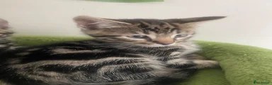 Bengal Kitten 6