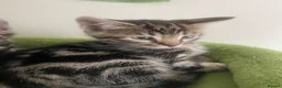 Bengal cats for sale: Bengal x kittens - Advert 5