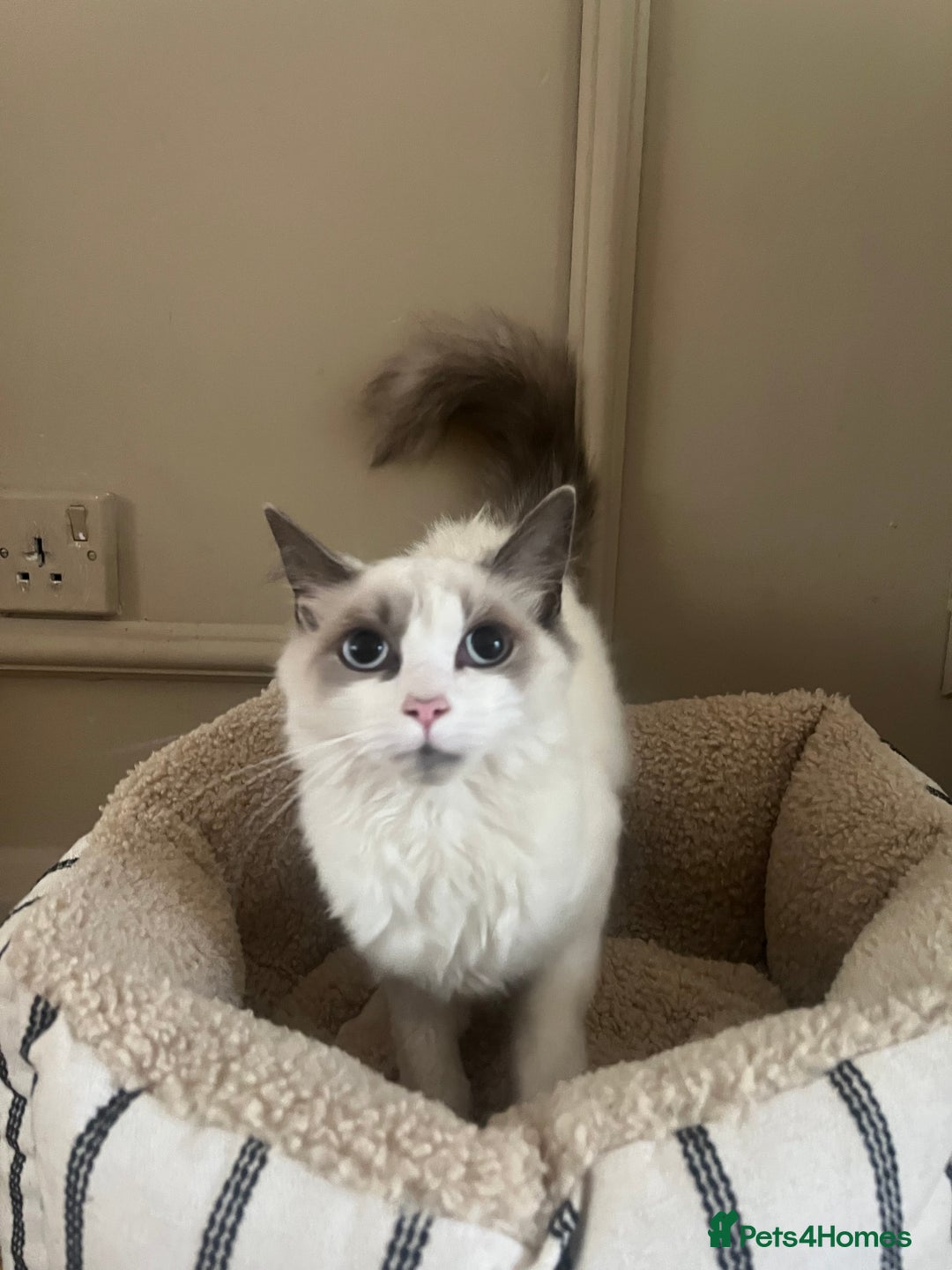 Ragdoll cats for sale: 6 month old seal ragdoll  - Image 3