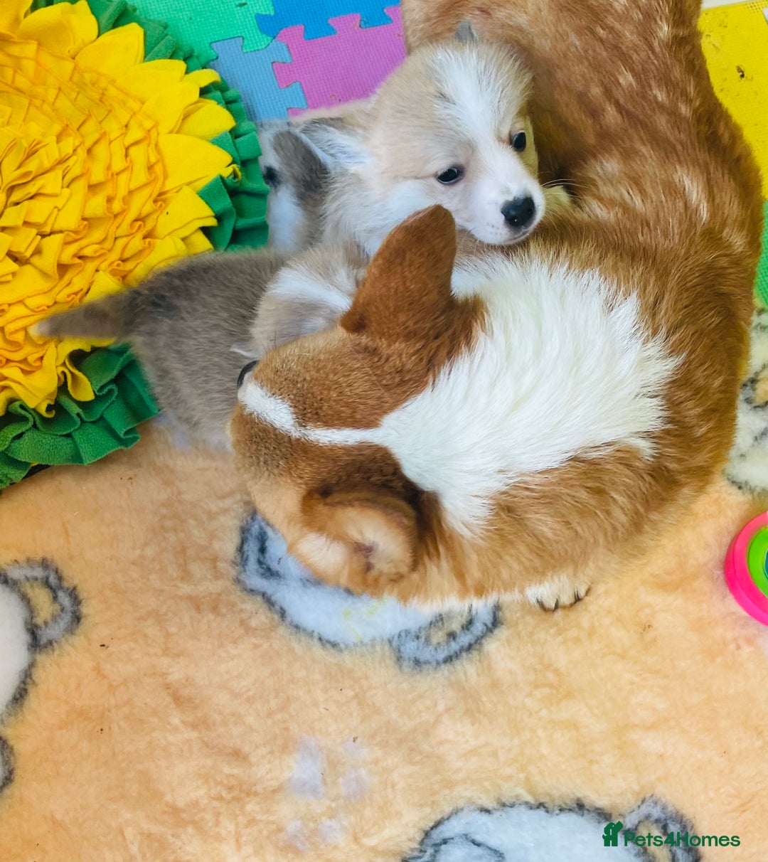 Welsh Corgi Pembroke dogs for sale: Beautiful Corgi Boy Puppies - Advert 6