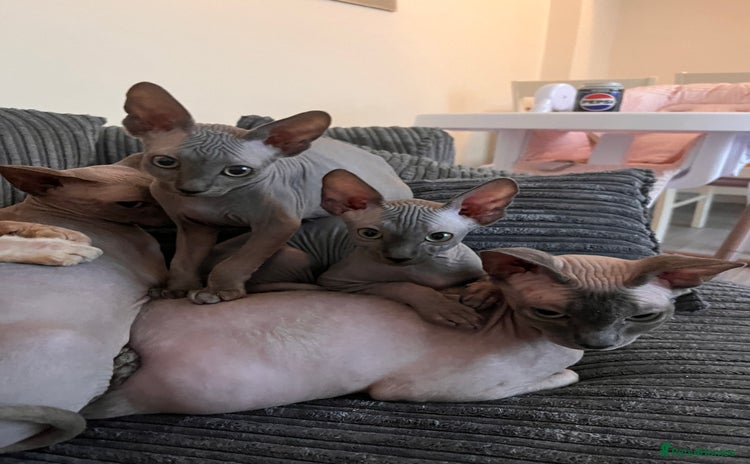 Sphynx cats - Advert 3