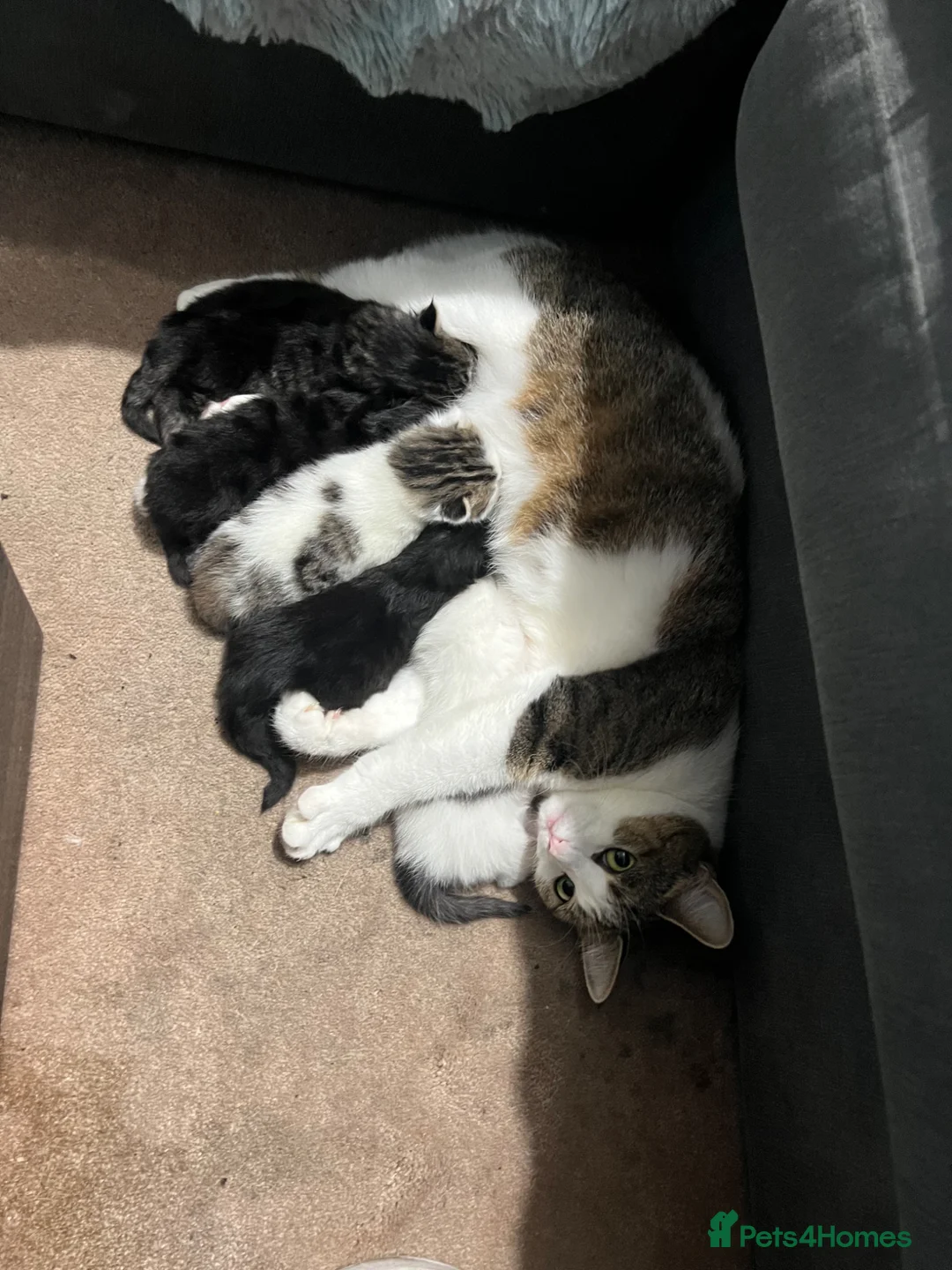British Shorthair cats for sale: Adorable Kittens – Super Playful & Affectionate 🐱 - Advert 10