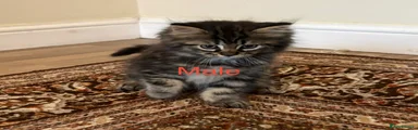 Persian × Maine Coon Kitten