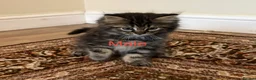 Mixed Breed cats for sale: 🐱 Persian+MaineCoon Kittens – Playful & Fluffy 🐱 - Advert 3