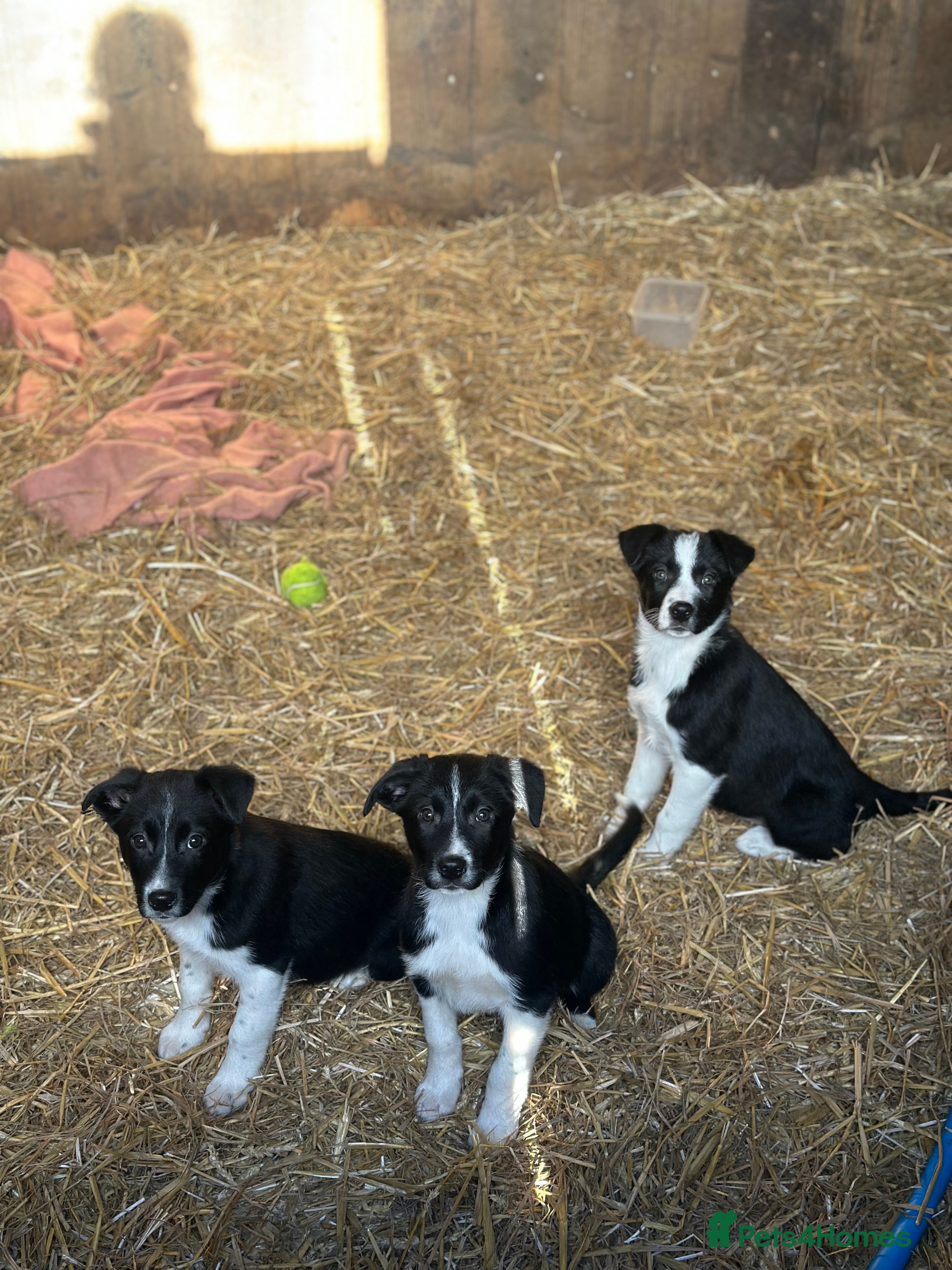 Border Collie dogs Collie puppies for sale  - Advert 1