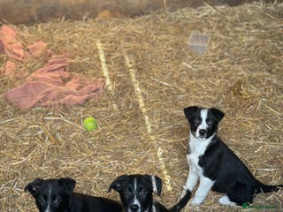 Border Collie dogs Collie puppies for sale - Advert 1