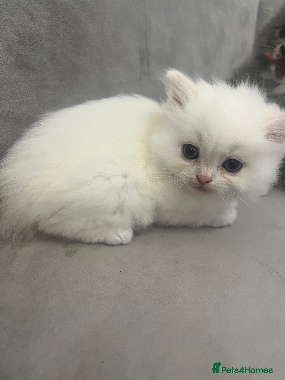 Scottish Fold cats for sale: Scottish fold straight kittens medium/long hair - Image 12