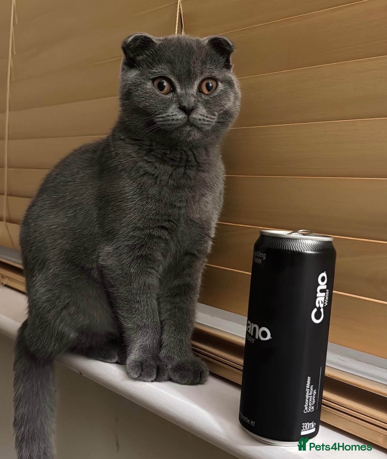 Scottish Fold cats Lovely domestic shorthair cat needing new home - Advert 1