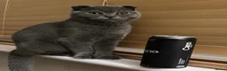Scottish Fold cats for sale: Lovely domestic shorthair cat needing new home in Welwyn Garden City - Advert 1