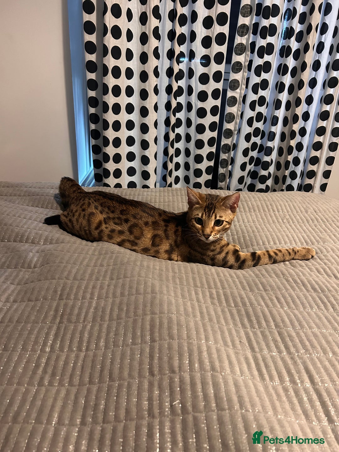 Bengal cats for sale: Bengal female  - Advert 11