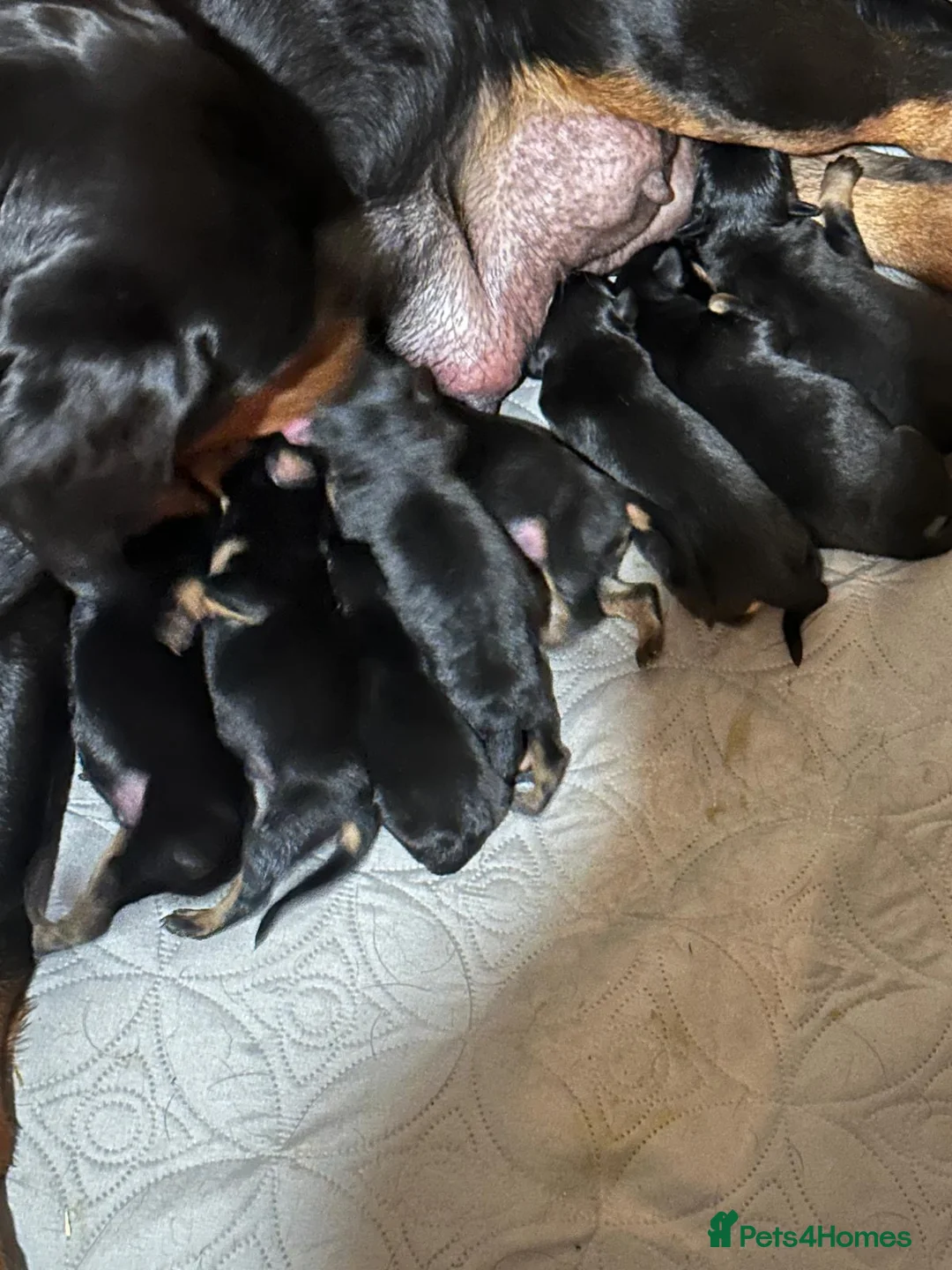 Rottweiler dogs for sale: 14 Gorgeous Rottweiler puppies for sale in Romford - Advert 11