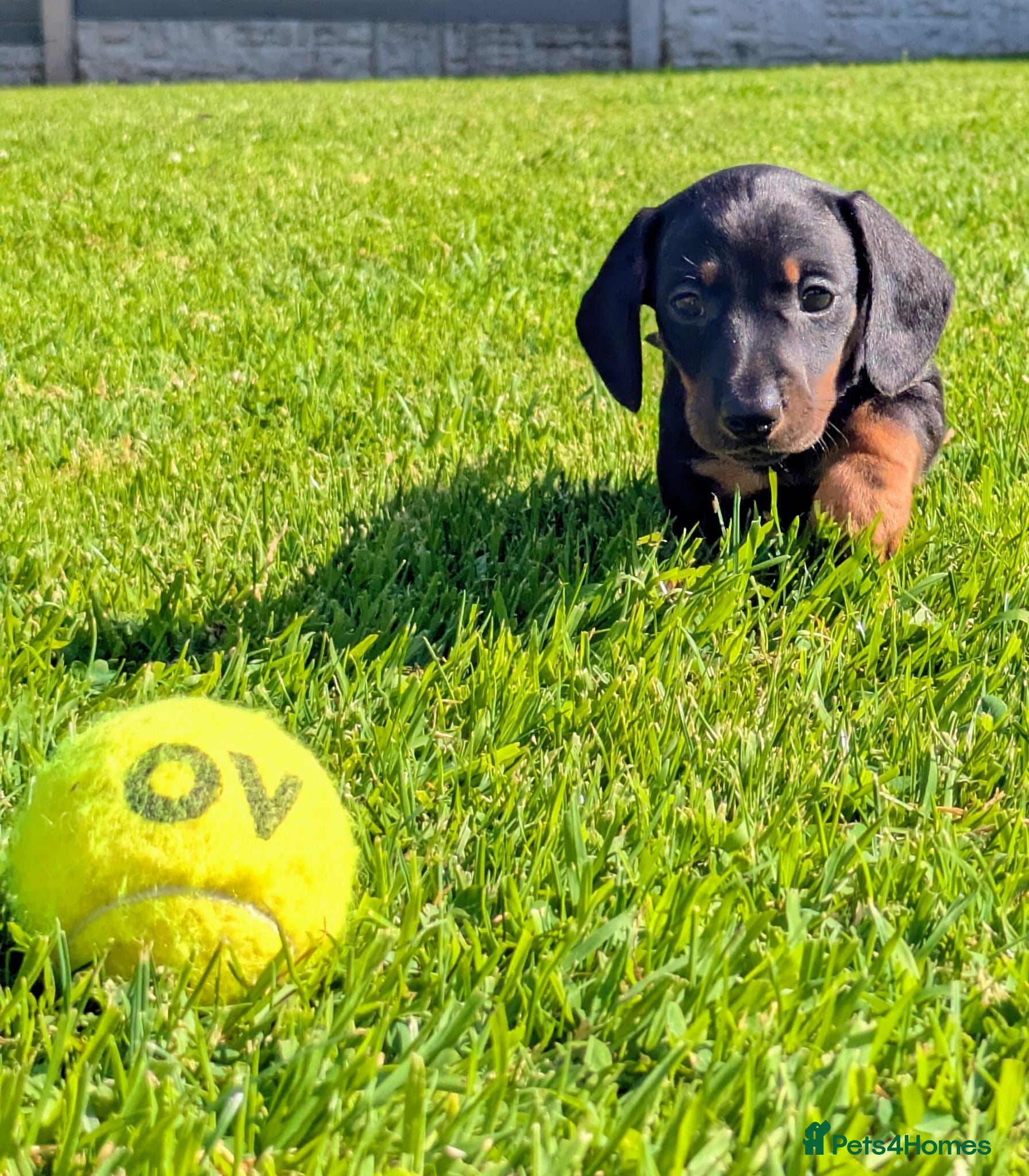 Miniature Dachshund dogs Miniature Dachshund pups  - Advert 1