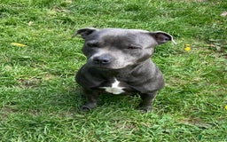Staffordshire Bull Terrier dogs for sale: Beautiful Staffy Puppies (Blue and Black) - Image 3