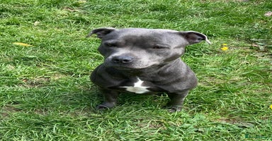 Staffordshire Bull Terrier dogs - Advert 1
