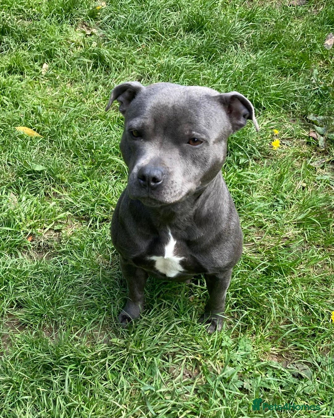 Staffordshire Bull Terrier dogs for sale: Beautiful Staffy Puppies (Blue and Black) - Image 3