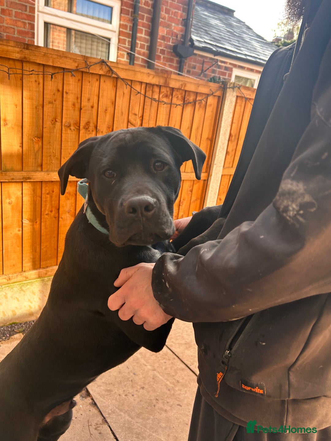 Mixed Breed dogs for sale: Puppy for sale  - Advert 2