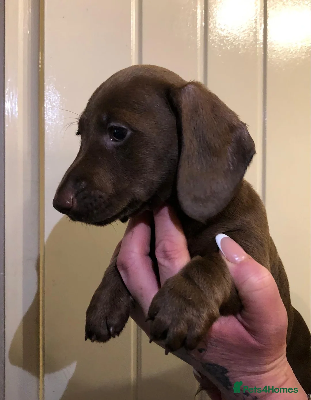 Miniature Dachshund dogs for stud: 💙 STUNNING SOLID BLACK MINIATURE STUD BOY💙 in Leicester - Advert 12