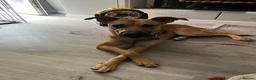 Mixed Breed dogs for sale: Bramley  in Dorking - Advert 2