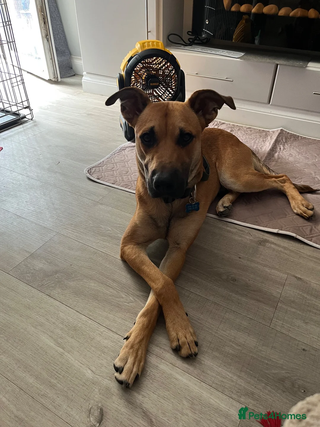 Mixed Breed dogs for sale: Bramley  in Dorking - Advert 2