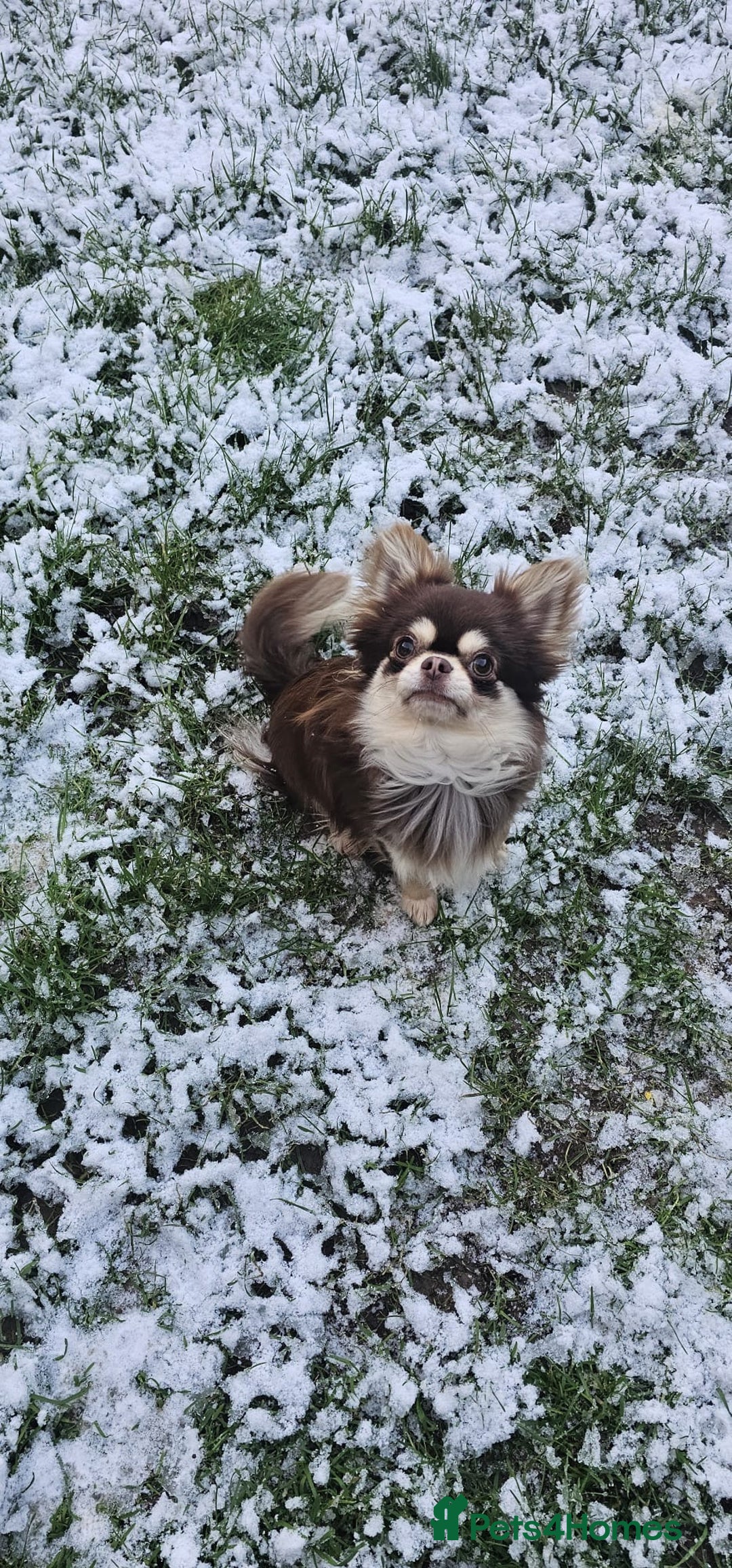 Chihuahua dogs for stud: Cosmo the choc & cream proven stud - Advert 5