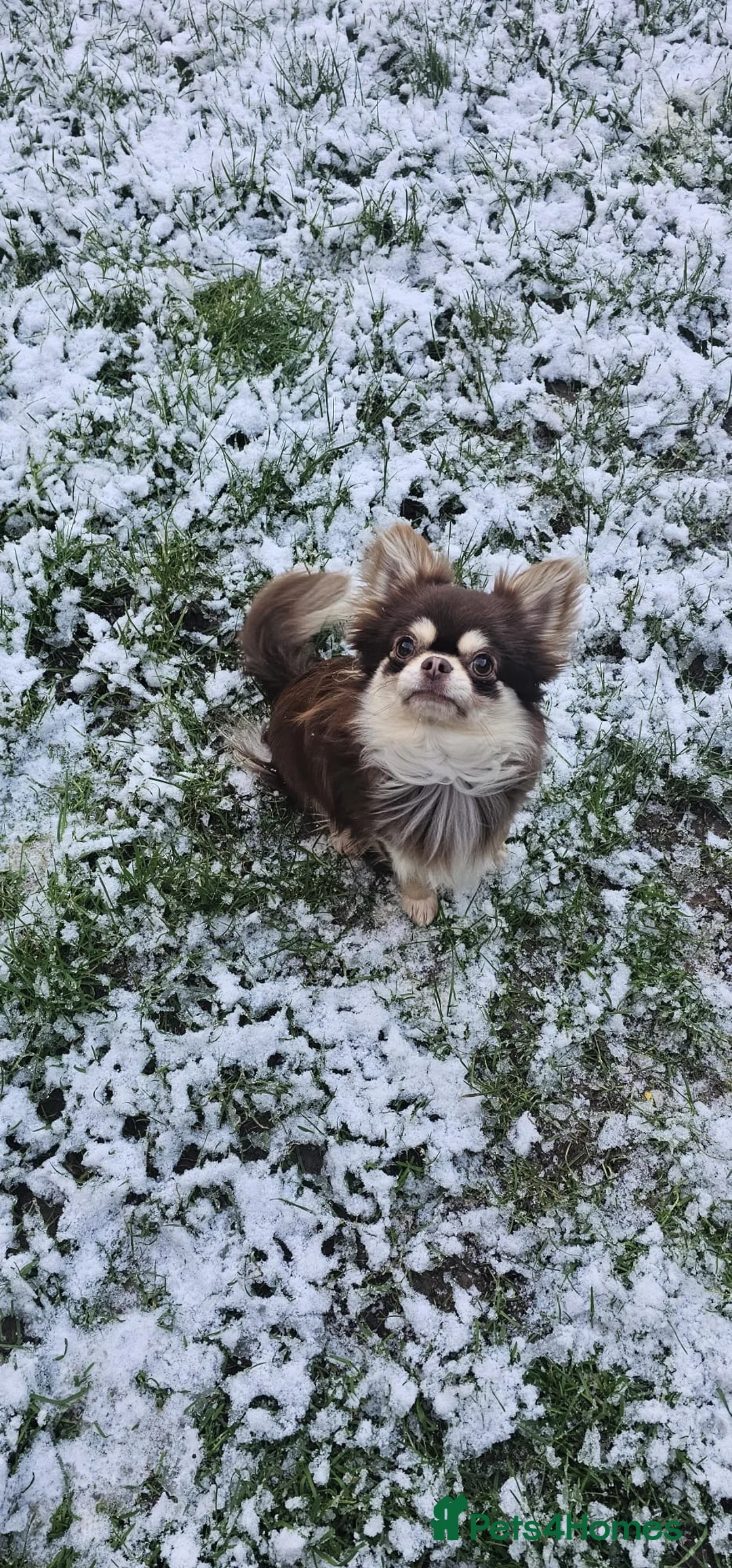 Chihuahua dogs for stud: Cosmo the choc & cream proven stud - Advert 11