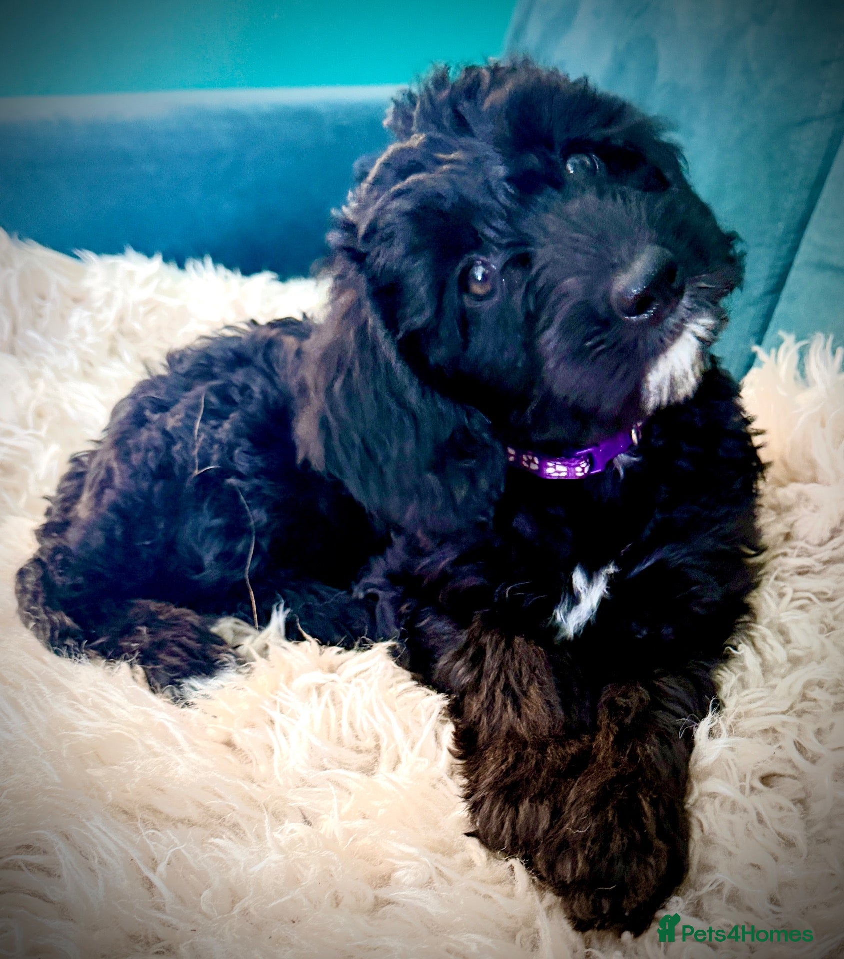 Bordoodle dogs F1b Bordoodle (Colliepoo) Puppies (not Cockapoo) - Advert 1