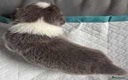 Border Collie dogs for sale:  Long Haired KC Reg Border Collie puppies for sale - Image 20