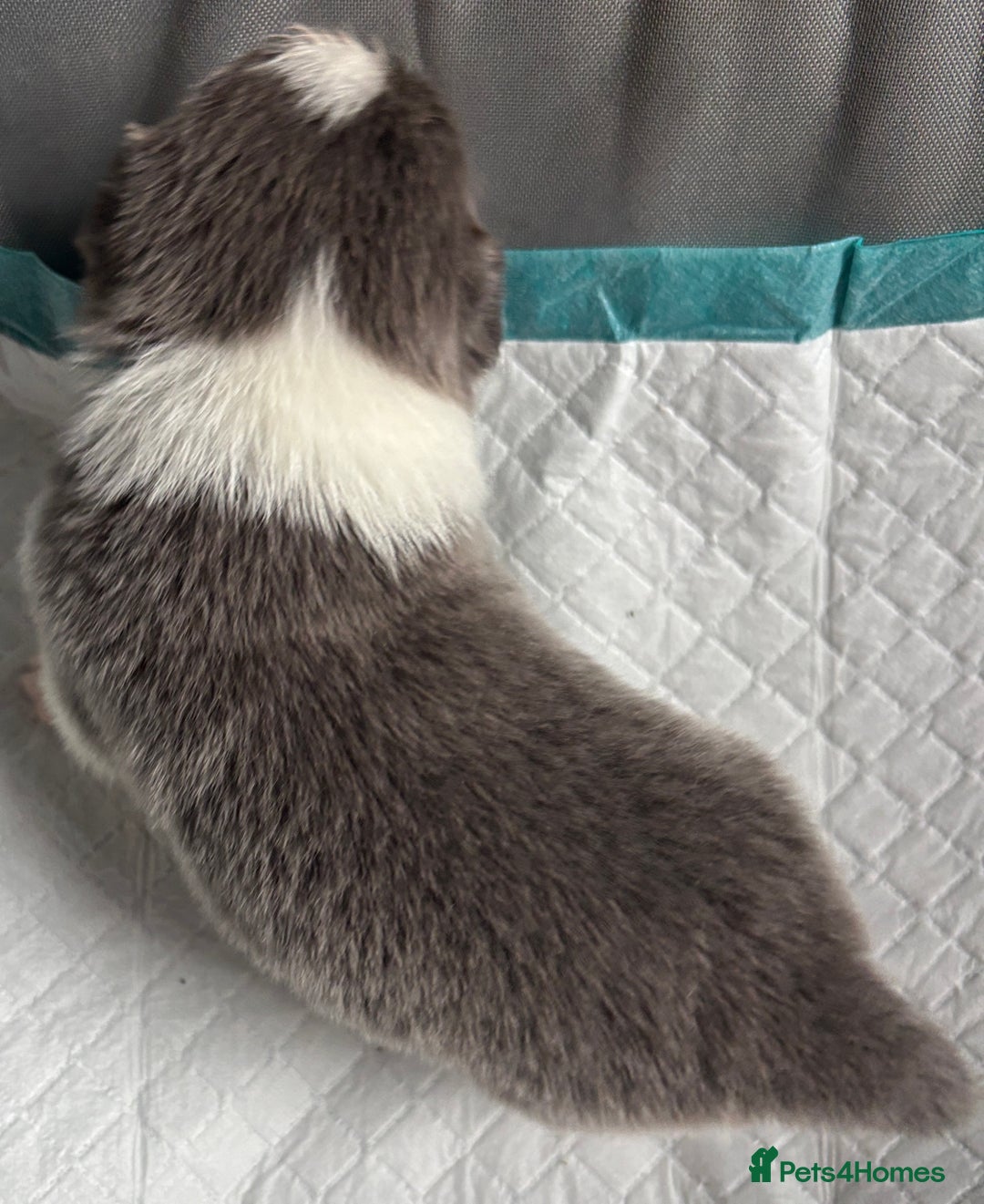 Border Collie dogs for sale:  Long Haired KC Reg Border Collie puppies for sale - Image 20