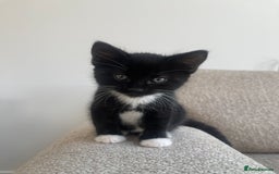 Mixed Breed cats for sale: 3 12-week old kittens available - Image 2