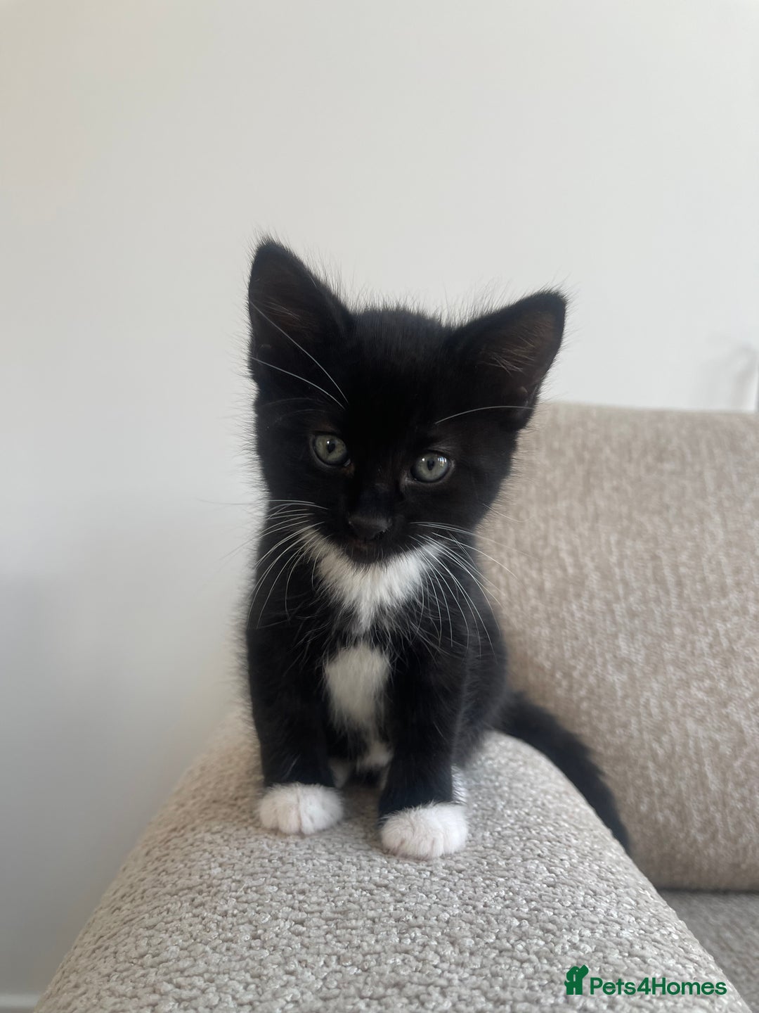 Mixed Breed cats for sale: 3 12-week old kittens available - Image 2