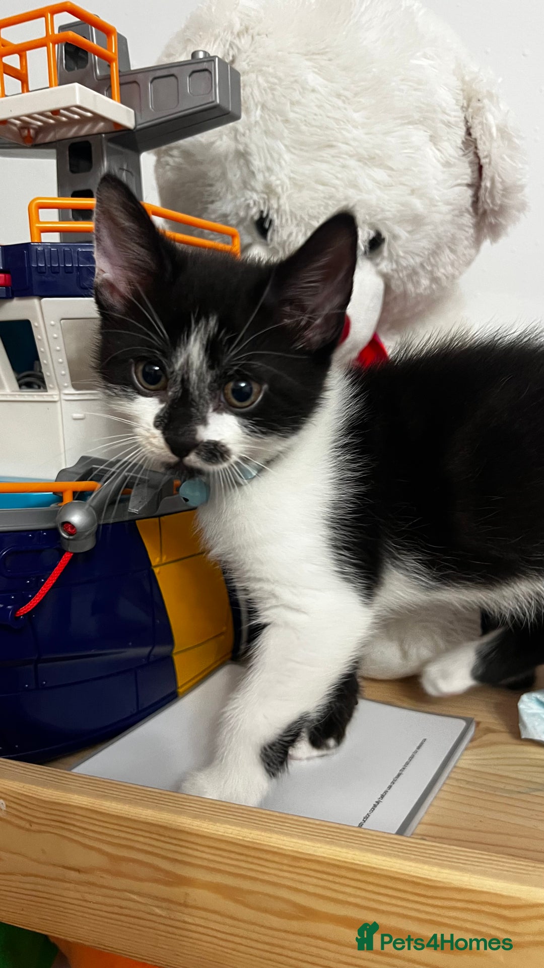 Mixed Breed cats for sale: Ready Now 2male and 1female Left - Advert 14