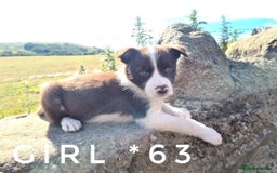 Border Collie dogs for sale: Fabulous Border Collie pups black, white, red. - Image 10