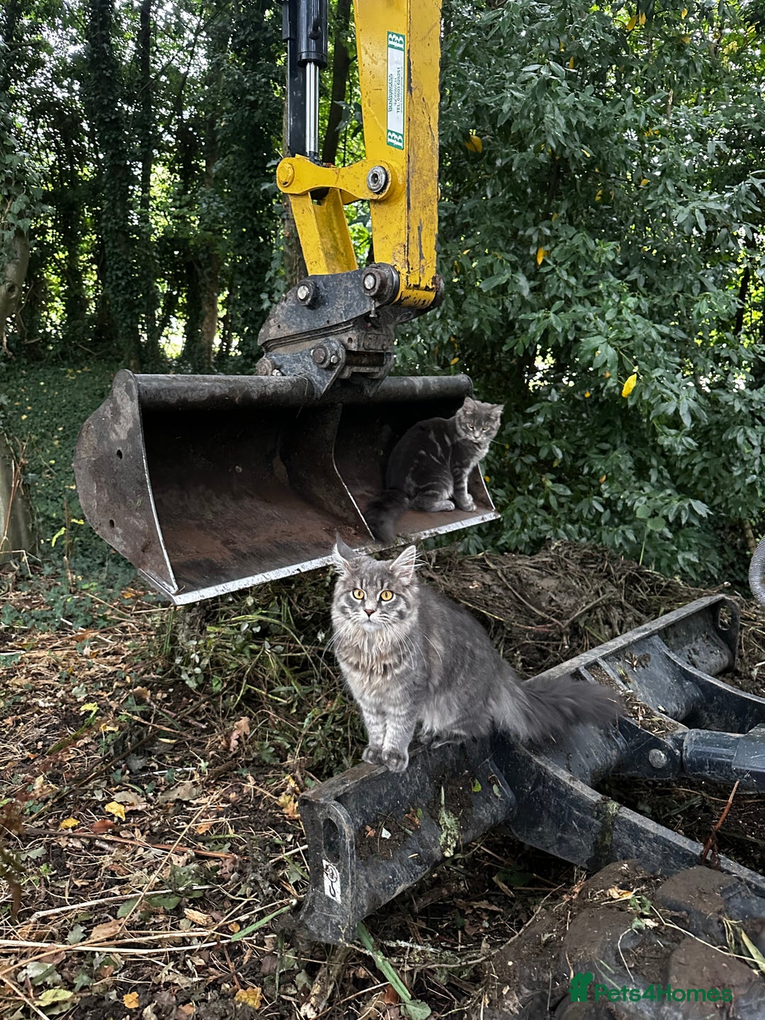 Maine Coon cats for sale: Beautiful and gentle girl looking for loving home - Advert 5