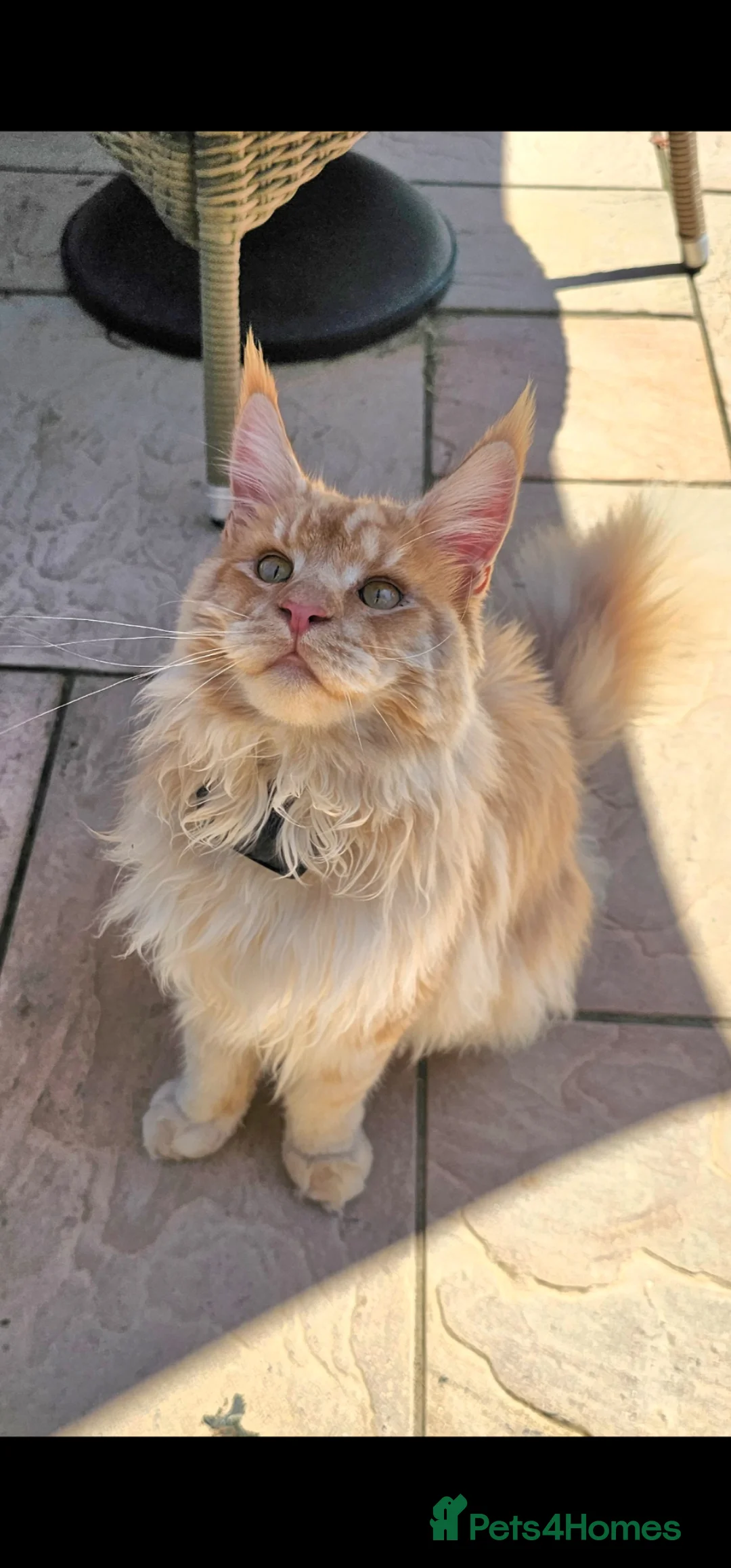 Maine Coon cats for sale: Beautiful Pedigree Maine Coon in New Milton - Advert 2