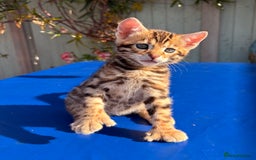 Keetso cats for sale: Stunning golden keetsos  - Image 2