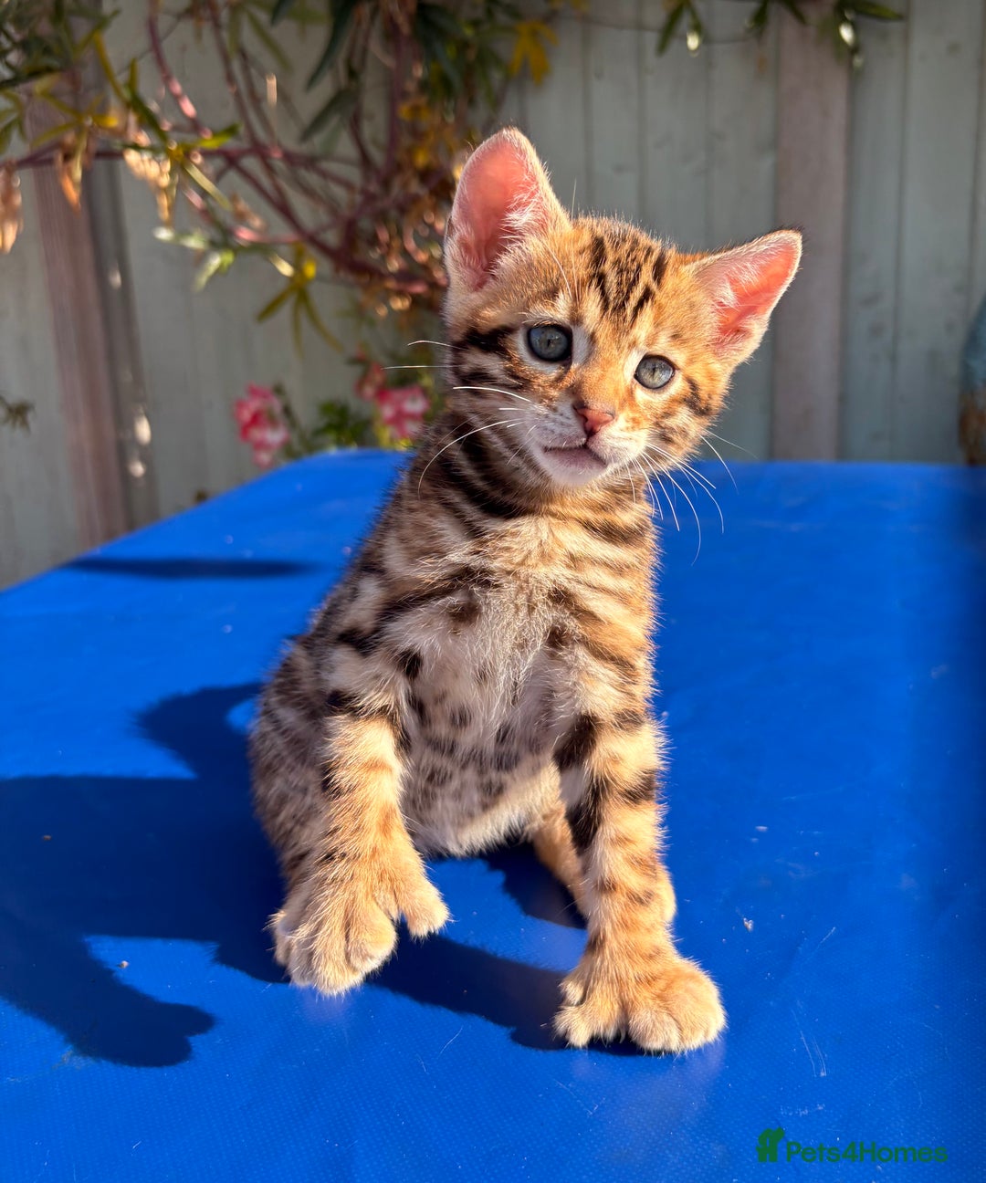 Keetso cats for sale: Stunning golden keetsos  - Image 2