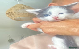 Domestic Shorthair cats for sale: 3 cuddly girl kittens available  - Image 2