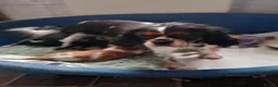 Cavalier King Charles Spaniel dogs for sale: Beautiful Cavalier King Charles Spaniel Puppies in Derby - Advert 12