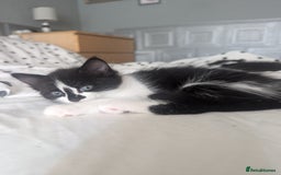 Mixed Breed cats for sale: Kitten - Image 12