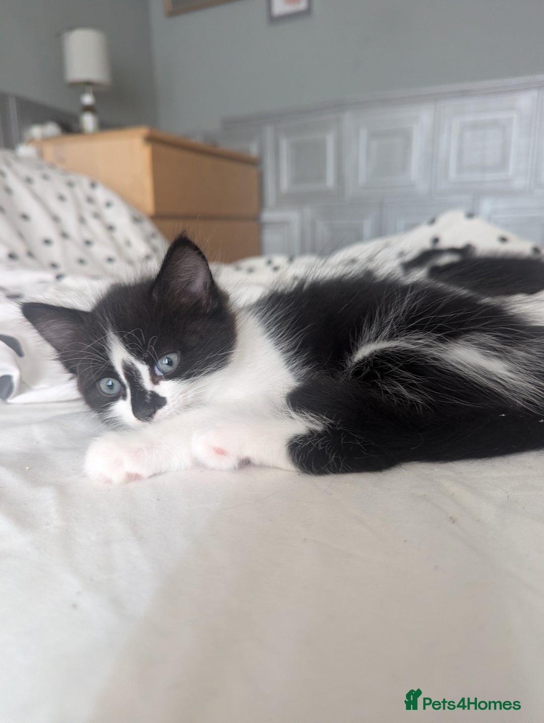 Mixed Breed cats for sale: Kitten - Image 12