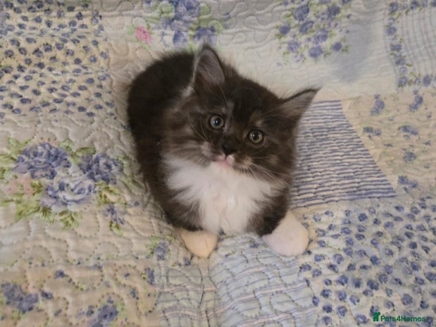 Maine Coon cats - Advert 3