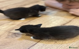 Mixed Breed cats for sale: 4 beautiful mixed breed kittens  - Image 7