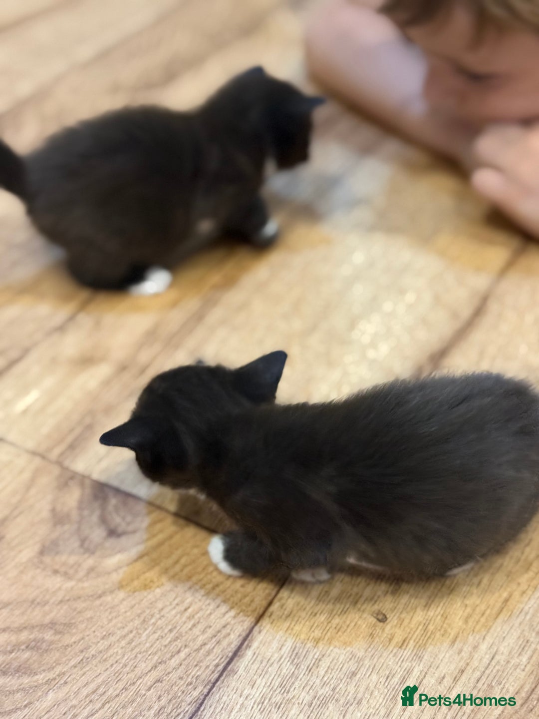 Mixed Breed cats for sale: 4 beautiful mixed breed kittens  - Image 7