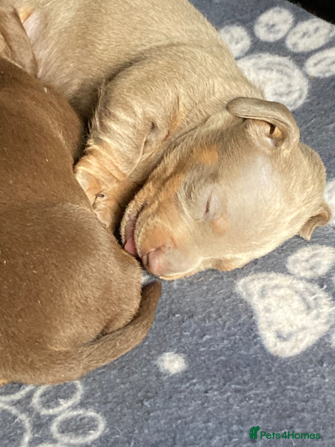 Miniature Dachshund dogs for sale: Adorable Smooth Haired Mini Daxis PRA CLEAR - Image 6